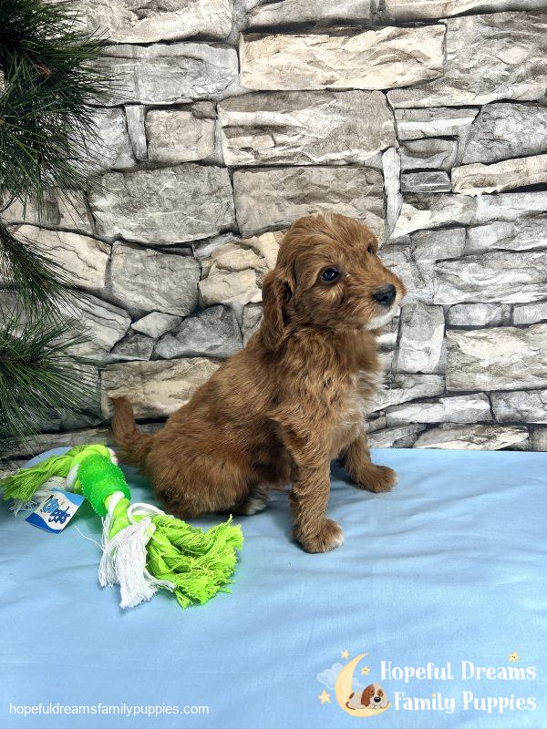 Mr. Cody the F1BB Mini-Goldendoodle - Image 6