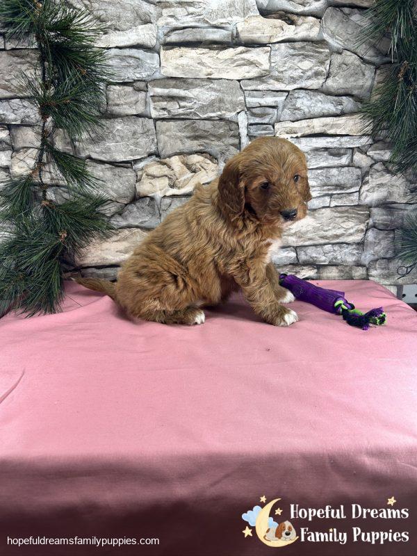 Ms. Carley the F1BB Mini-Goldendoodle - Image 7