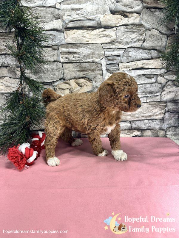 Ms. Cindy  the F1BB Mini-Goldendoodle - Image 6