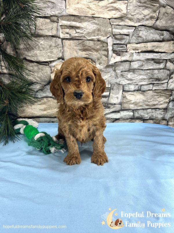 Mr. Ticki the Cockapoo - Image 6