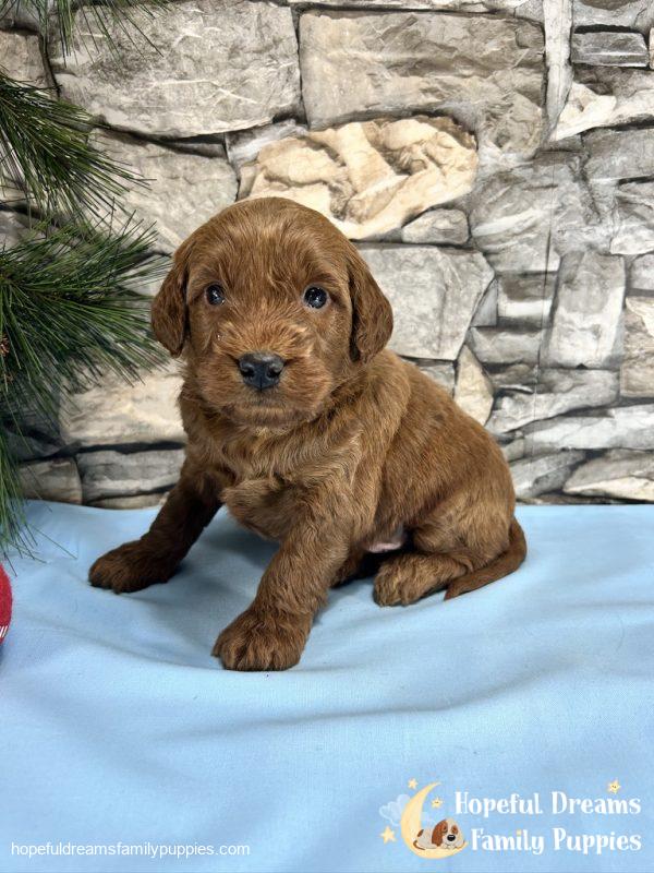 Mr. Copper the F1BB Mini-Goldendoodle - Image 7