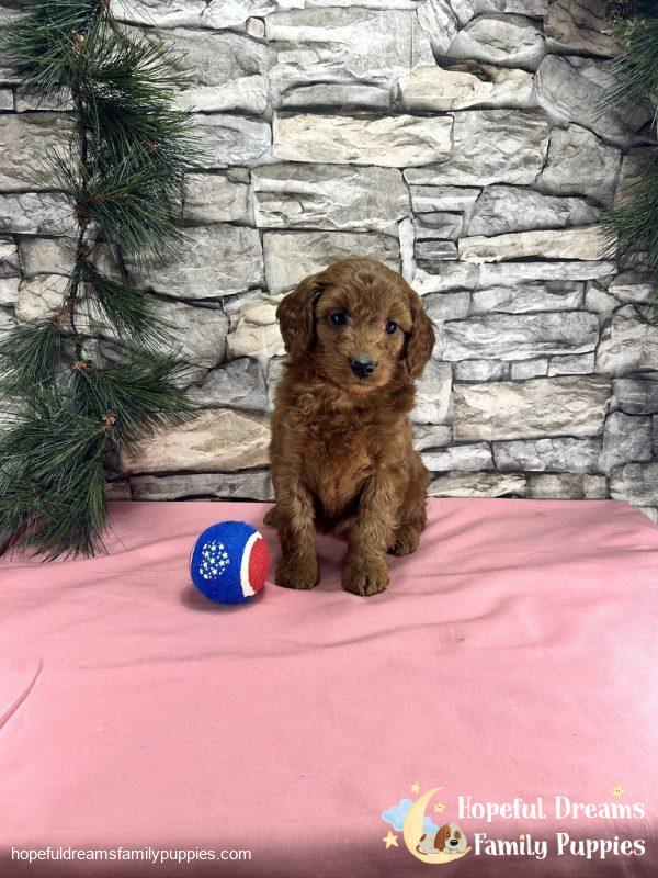 Ms. Connie  the F1BB Mini-Goldendoodle - Image 7