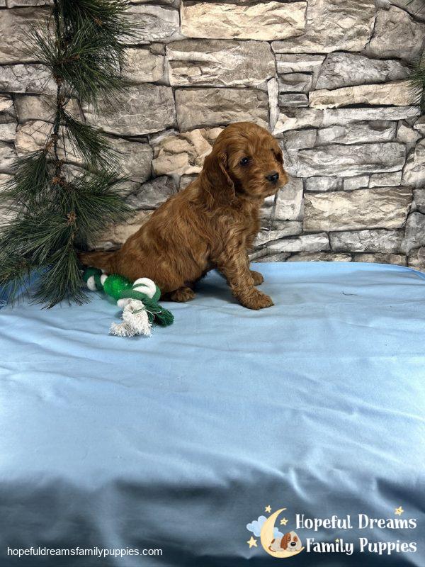 Mr. Tucker the Cockapoo - Image 4