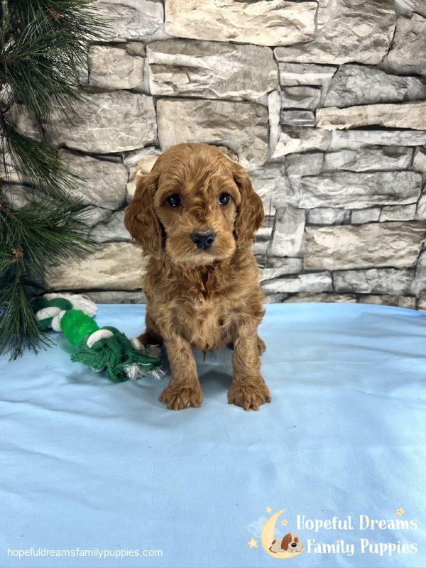 Mr. Ticki the Cockapoo - Image 7