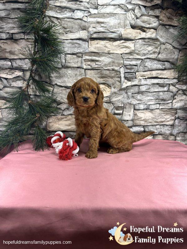 Ms. Teresa the Cockapoo - Image 4