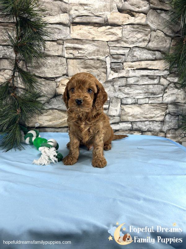 Mr. Tucker the Cockapoo - Image 5