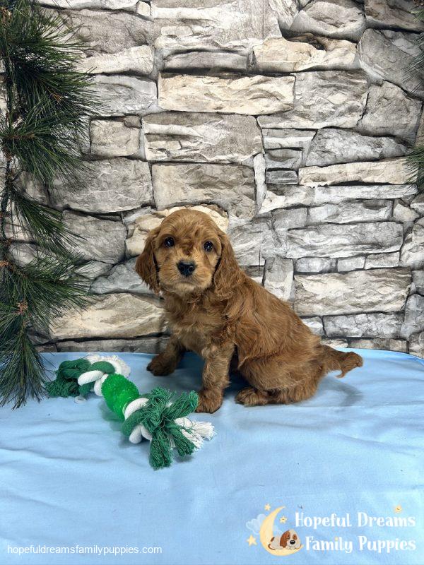 Mr. Ticki the Cockapoo