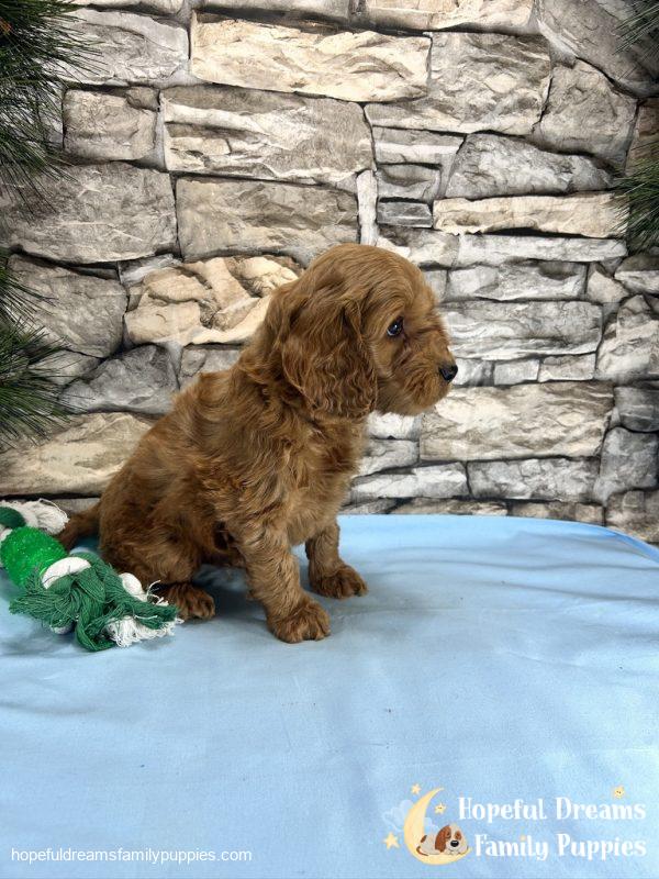Mr. Ticki the Cockapoo - Image 8