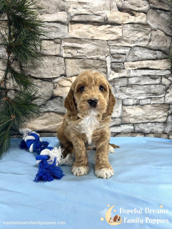 Mr. Tanner the Cockapoo - Image 7