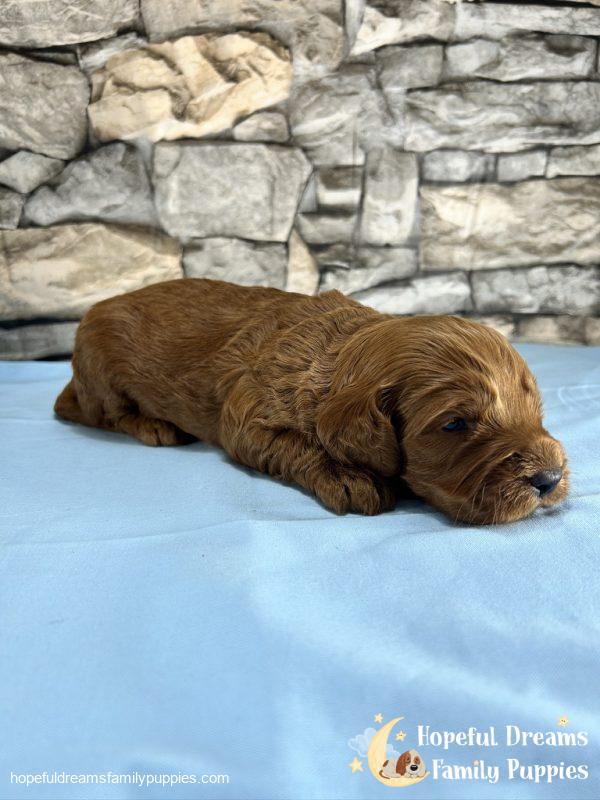Mr. Truffle the Cockapoo - Image 2