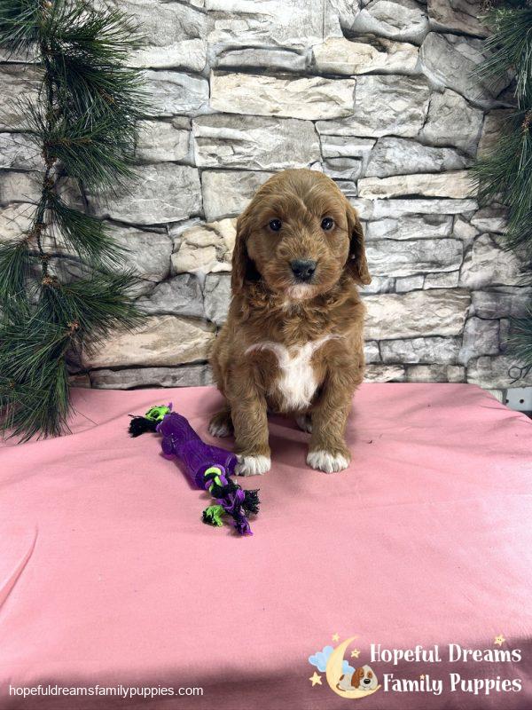 Ms. Carley the F1BB Mini-Goldendoodle - Image 8
