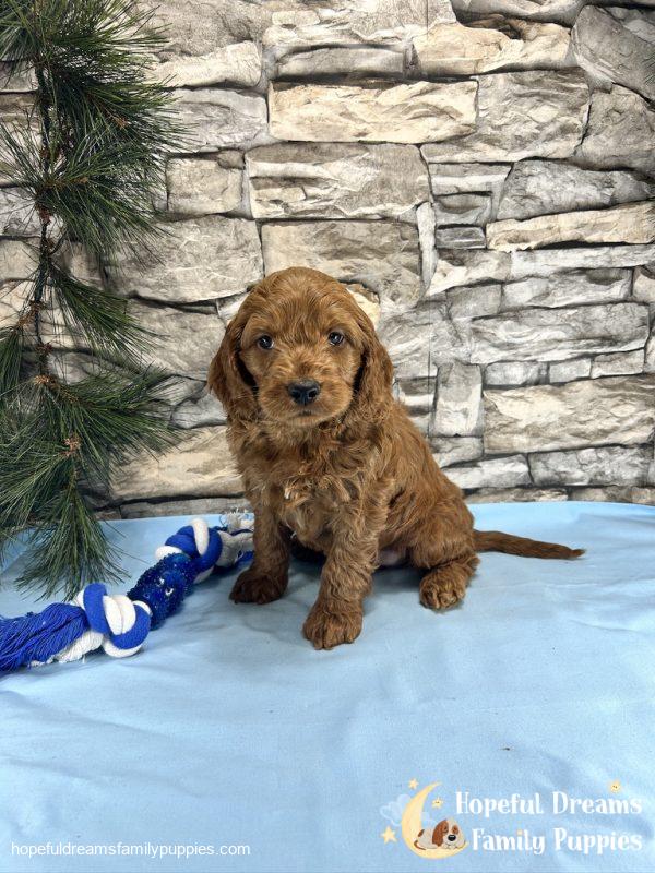 Mr. Truffle the Cockapoo - Image 5
