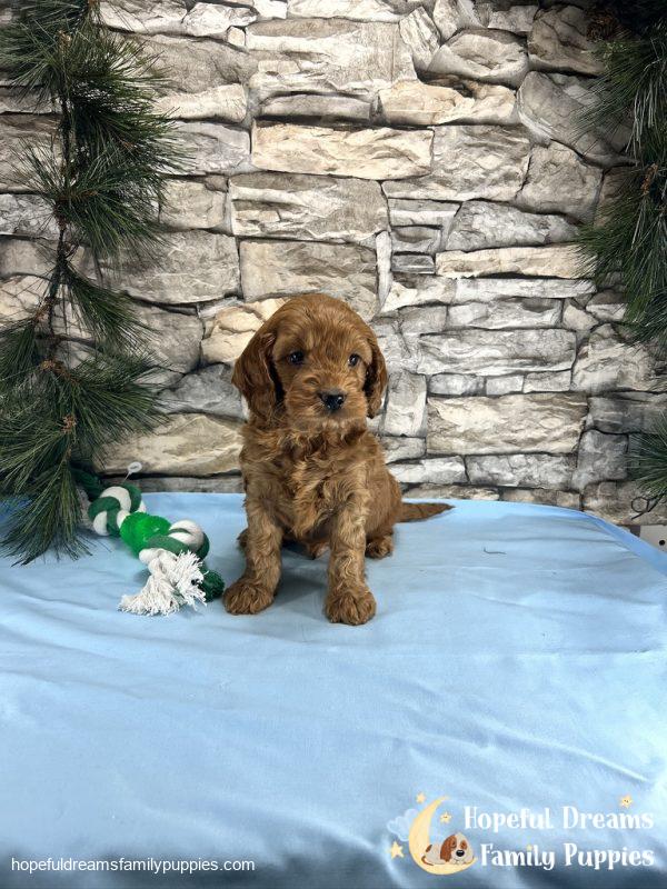 Mr. Tucker the Cockapoo - Image 6