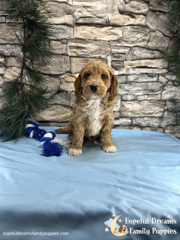 Mr. Tanner the Cockapoo - Image 8