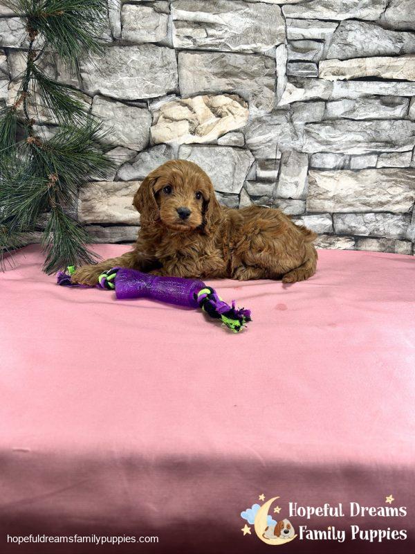 Ms. Tulip the Cockapoo - Image 8