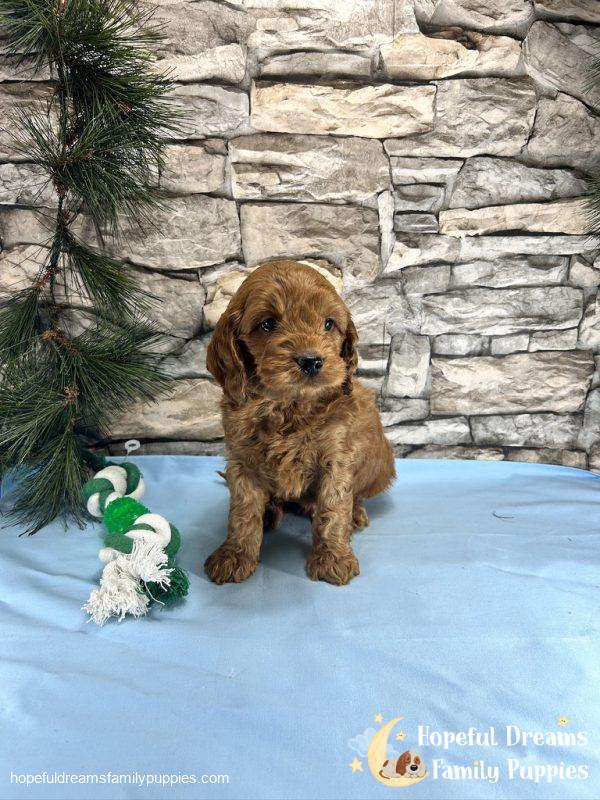 Mr. Tucker the Cockapoo - Image 7