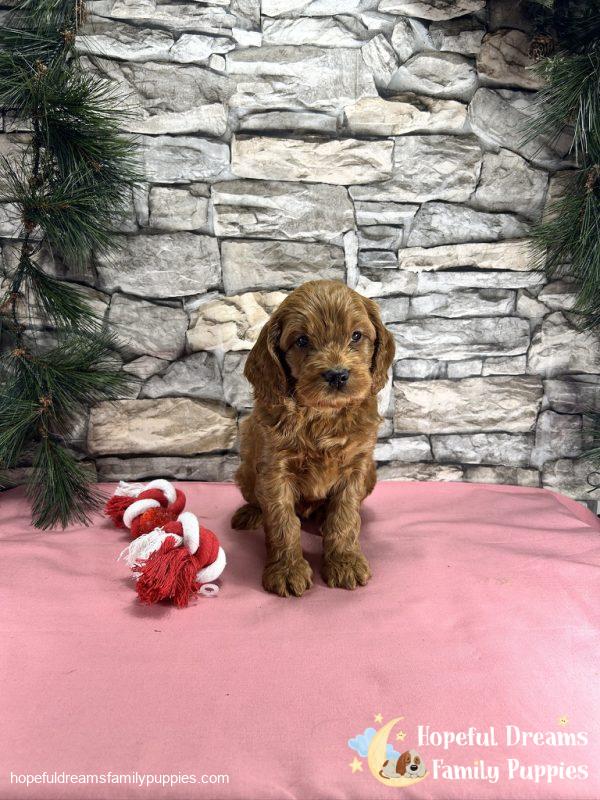 Ms. Teresa the Cockapoo - Image 5