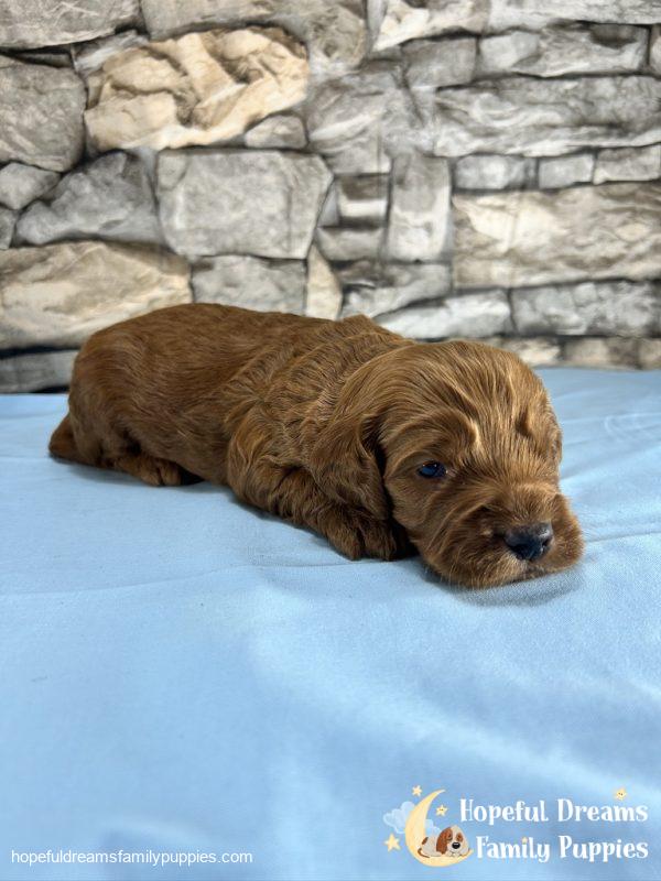 Mr. Truffle the Cockapoo
