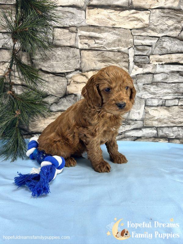 Mr. Truffle the Cockapoo - Image 6
