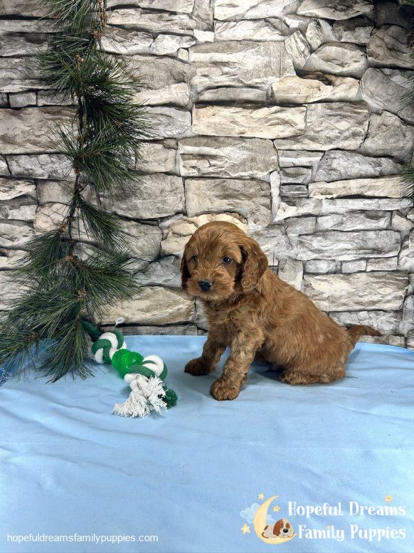 Mr. Tucker the Cockapoo - Image 8