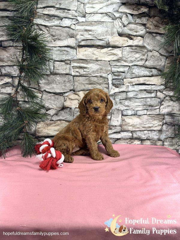 Ms. Teresa the Cockapoo