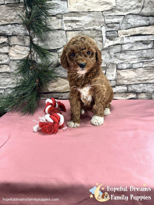 Ms. Cindy  the F1BB Mini-Goldendoodle - Image 8