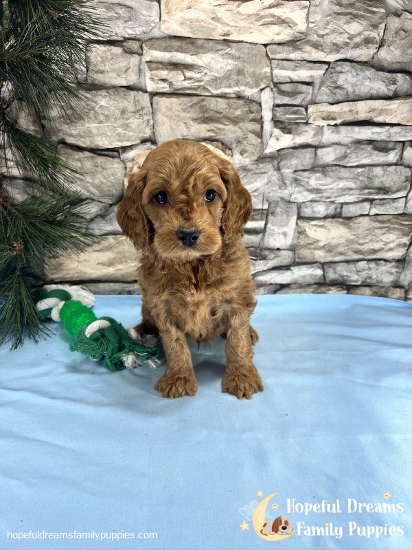 Mr. Ticki the Cockapoo - Image 11