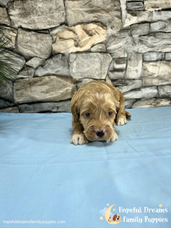 Mr. Tanner the Cockapoo - Image 5