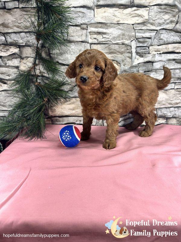 Ms. Connie  the F1BB Mini-Goldendoodle