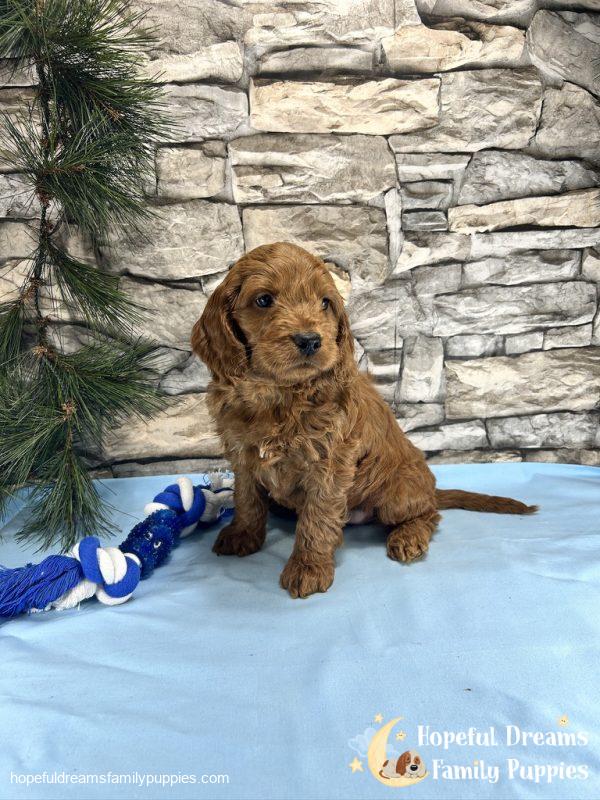 Mr. Truffle the Cockapoo