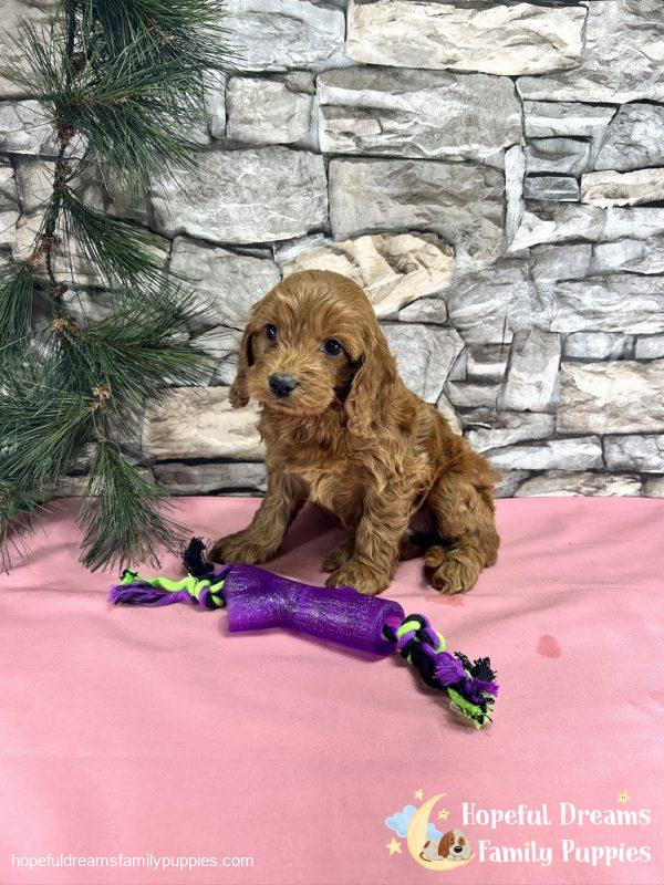 Ms. Tulip the Cockapoo - Image 9