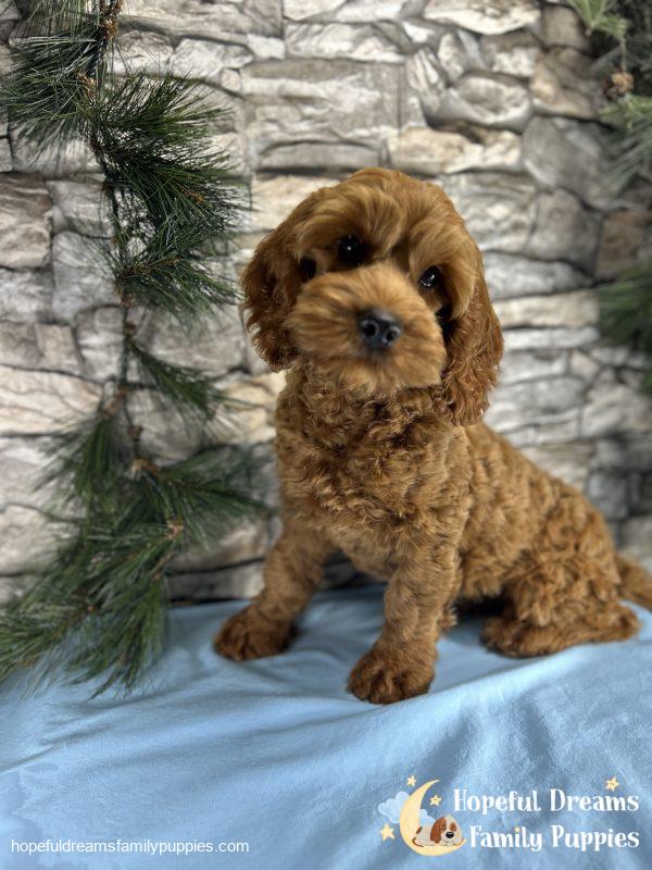 Mr. Tucker the Cockapoo