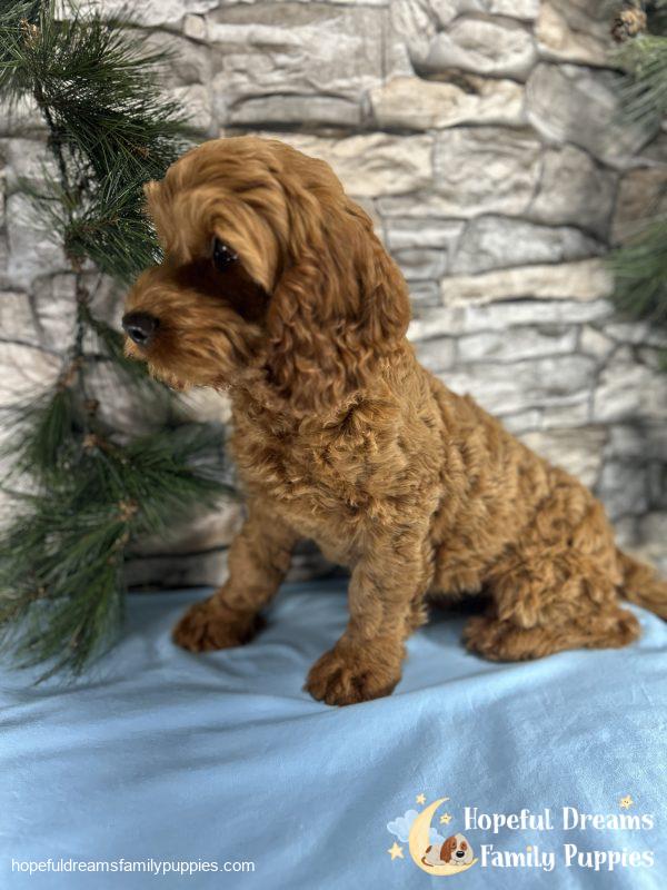 Mr. Tucker the Cockapoo - Image 3