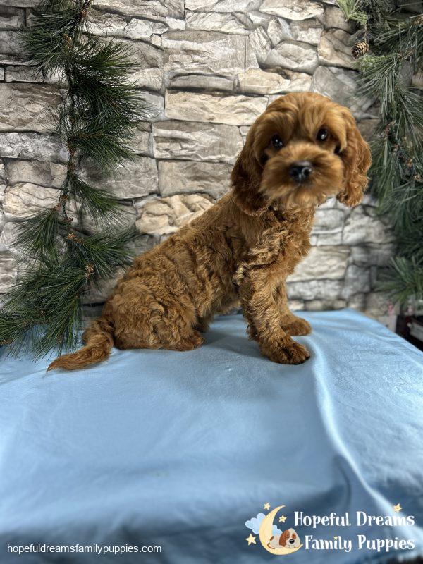 Mr. Tucker the Cockapoo - Image 2