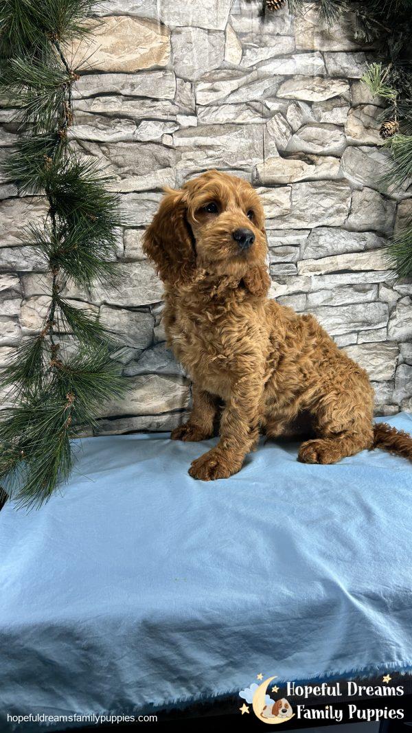Mr. Truffle the Cockapoo (In Extensive Puppy Training) - Image 2