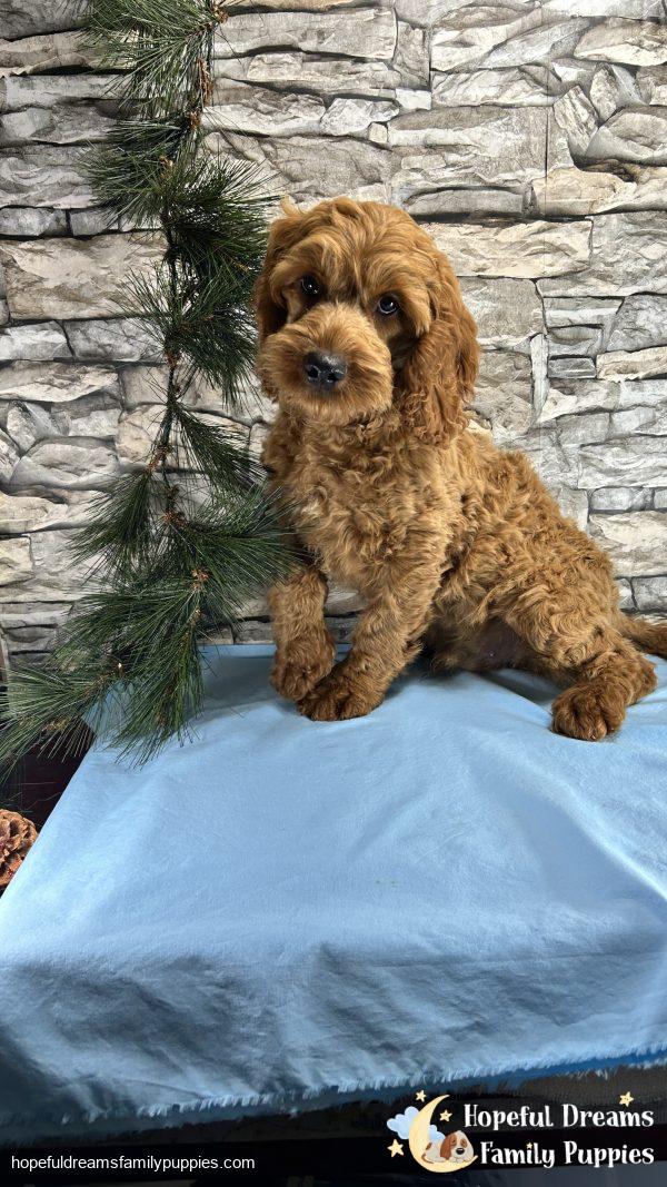 Mr. Truffle the Cockapoo (In Extensive Puppy Training)