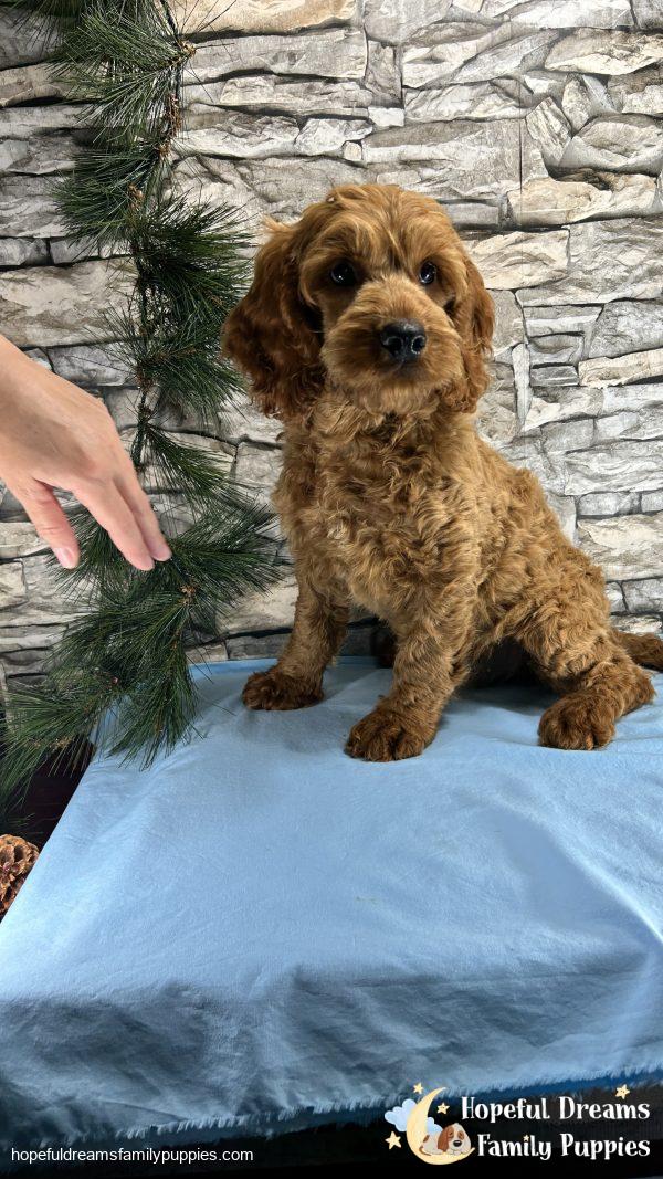 Mr. Truffle the Cockapoo (In Extensive Puppy Training) - Image 3