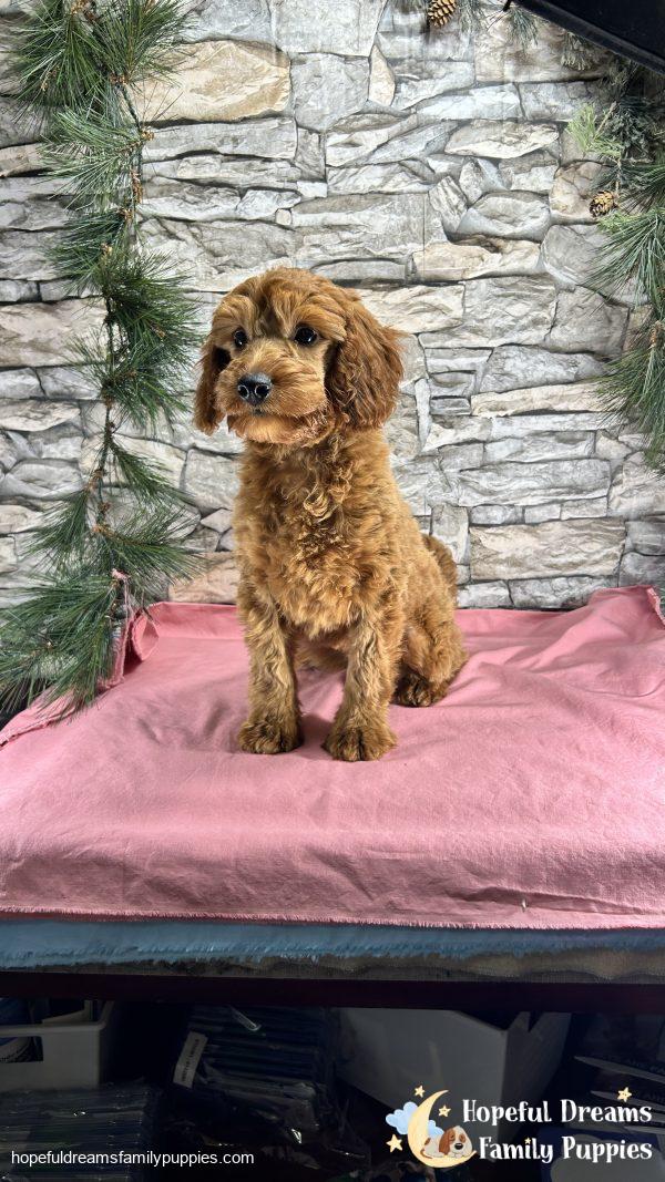 Ms. Connie  the F1BB Mini-Goldendoodle (Crate Trained) - Image 2