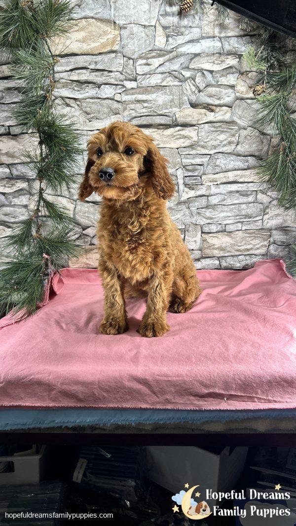 Ms. Connie  the F1BB Mini-Goldendoodle (Crate Trained) - Image 4