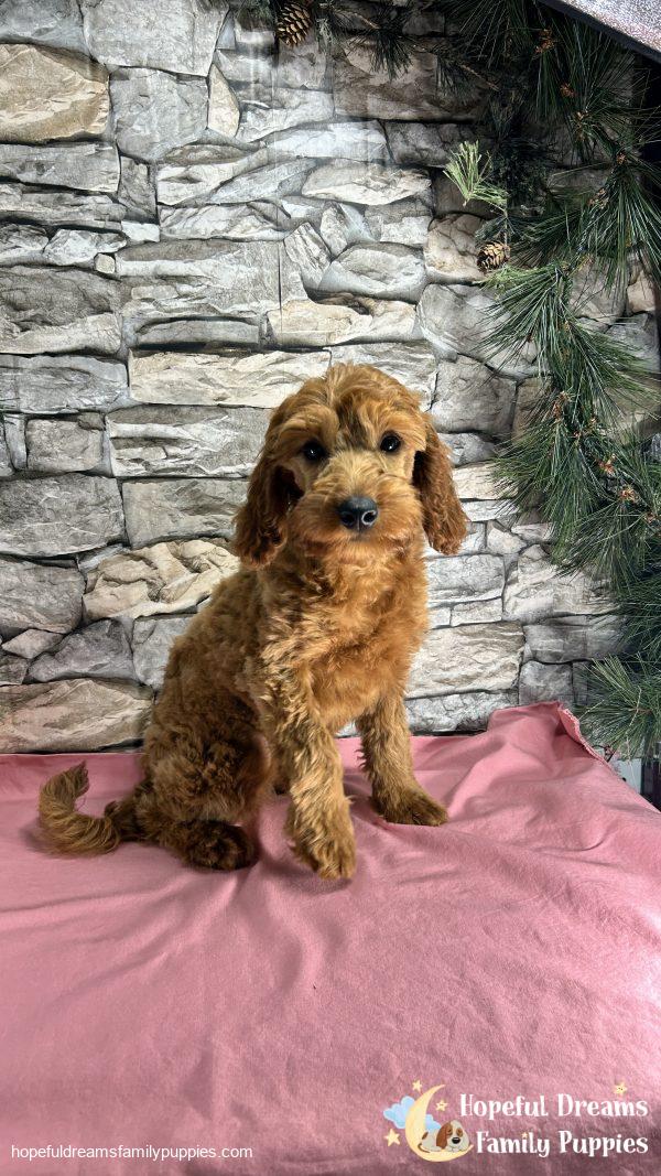 Ms. Connie  the F1BB Mini-Goldendoodle (Crate Trained)