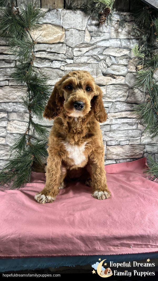 Ms. Carley the F1BB Mini-Goldendoodle (Crate Trained) - Image 3