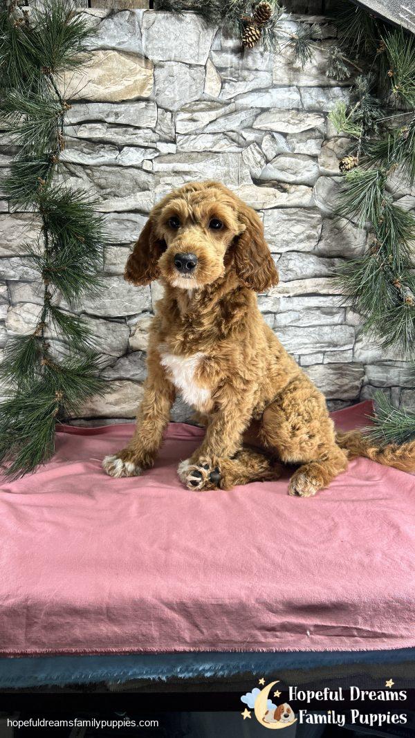 Ms. Carley the F1BB Mini-Goldendoodle (Crate Trained)