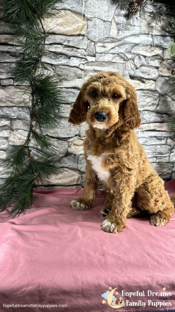 Ms. Carley the F1BB Mini-Goldendoodle (Crate Trained) - Image 7