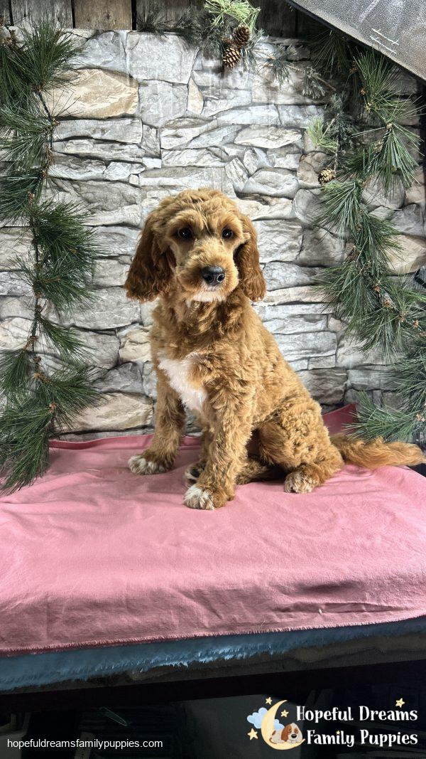 Ms. Carley the F1BB Mini-Goldendoodle (Crate Trained) - Image 5