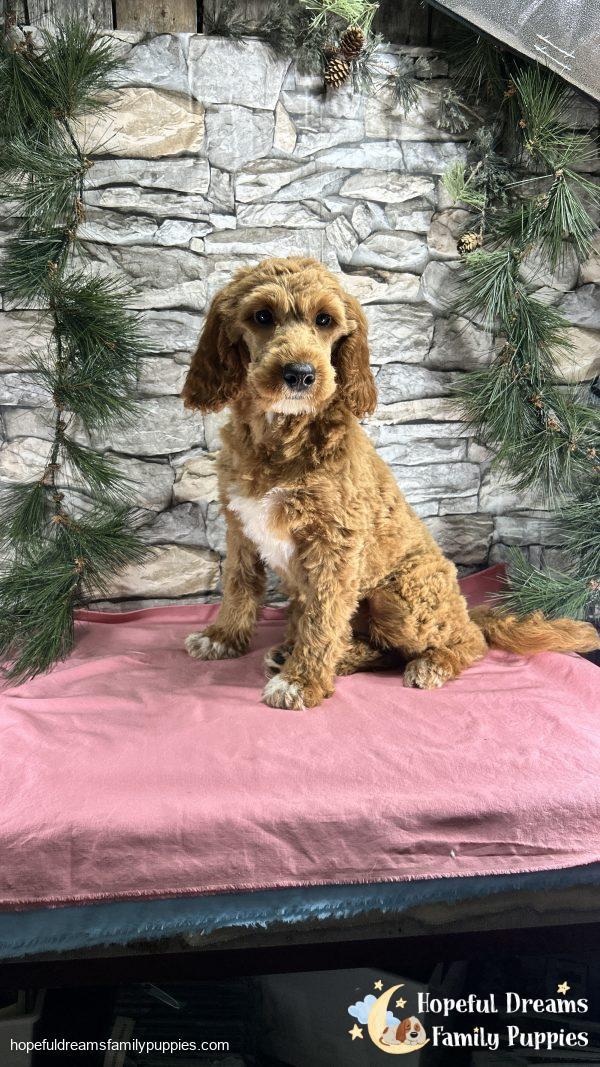 Ms. Carley the F1BB Mini-Goldendoodle (Crate Trained) - Image 6