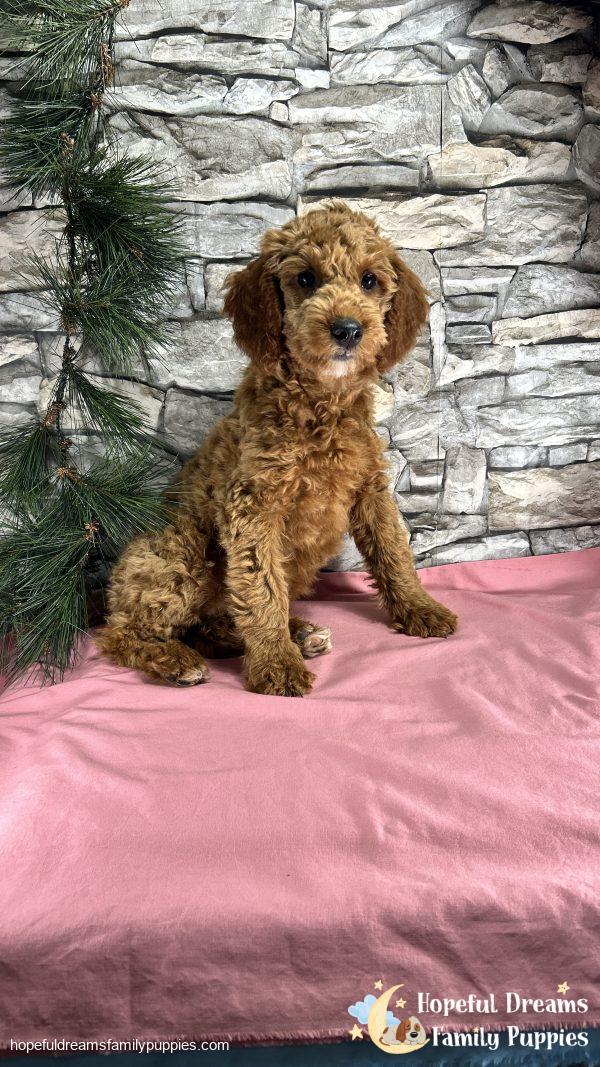 Ms. Callie  the F1BB Mini-Goldendoodle (Crate Trained) - Image 6