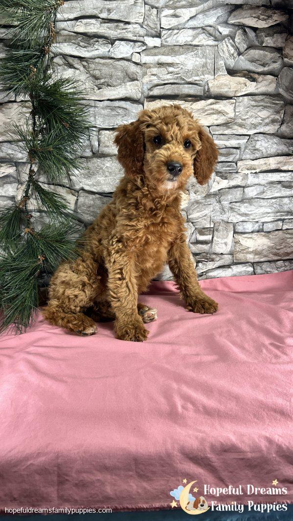 Ms. Callie  the F1BB Mini-Goldendoodle (Crate Trained) - Image 7
