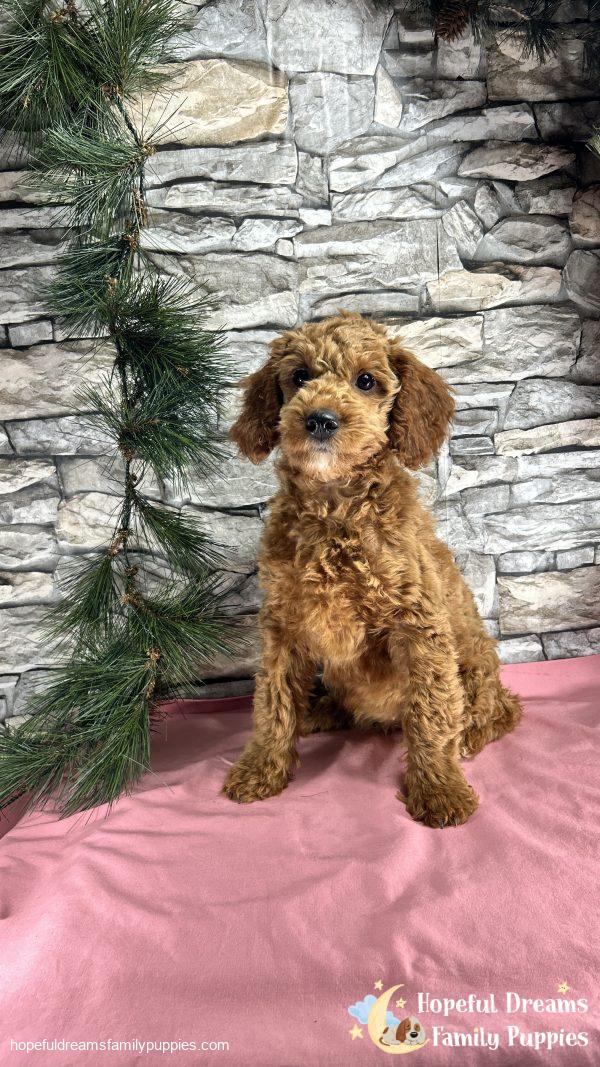 Ms. Callie  the F1BB Mini-Goldendoodle (Crate Trained) - Image 3