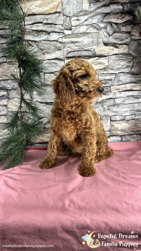 Ms. Callie  the F1BB Mini-Goldendoodle (Crate Trained) - Image 2