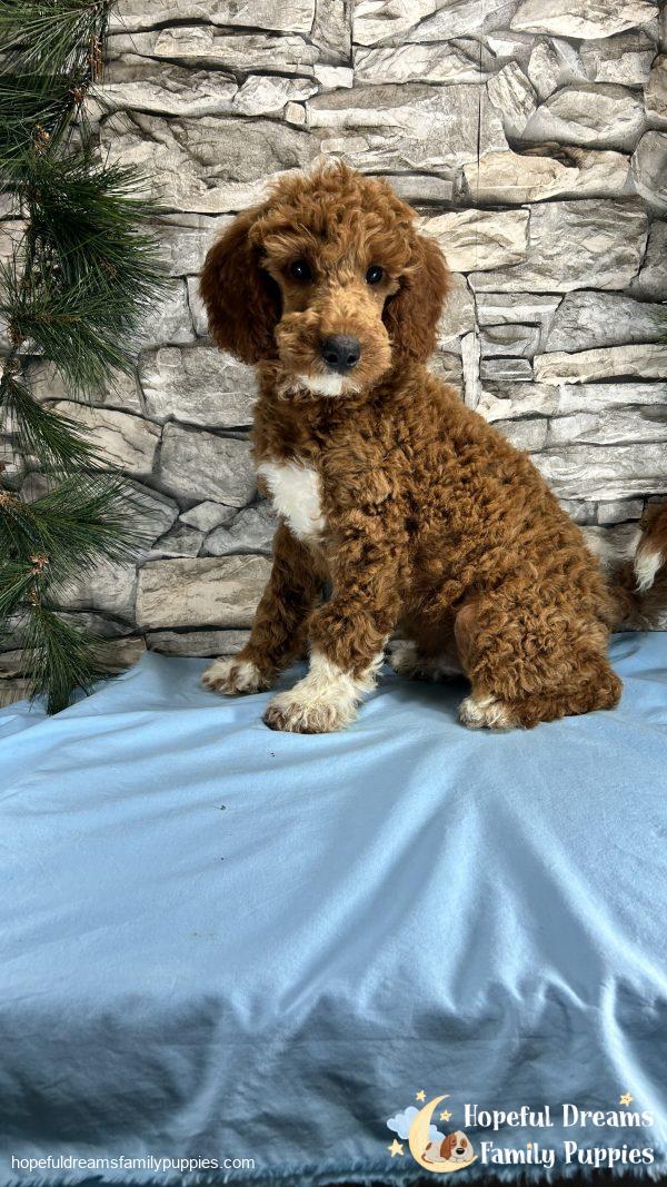 Mr. Captain the F1BB Mini-Goldendoodle (Crate Trained)